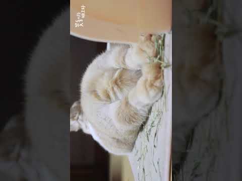 6개월 미만 아기토끼들은 시청할 수 없는 영상입니다