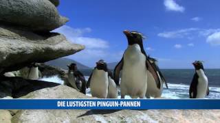Kniescheiben haben pinguine Krefeld Pinguine: