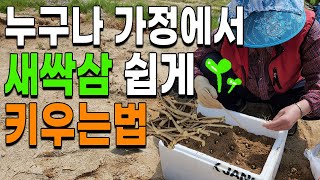 스티로폼 박스에 새싹삼 쉽게 키워보세요 - 새싹삼 키우는법