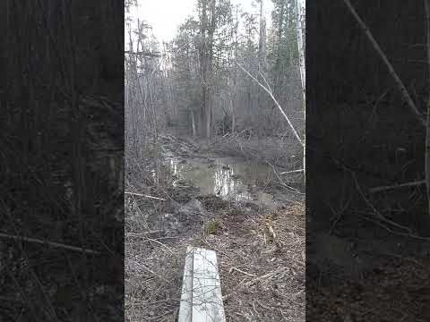 Mudding out back,crossed the water👍😊no problems .