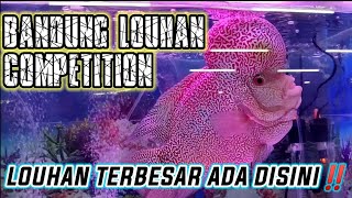 Download lagu ADA LOUHAN GEDE BANGET‼️ KONTES LOUHAN BANDUNG 2021 mp3