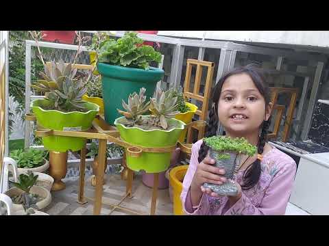 aisa ashraf wishes world environment day to all World