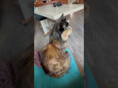 Schildpattkatze Minka #animal #cat #animals #catlover