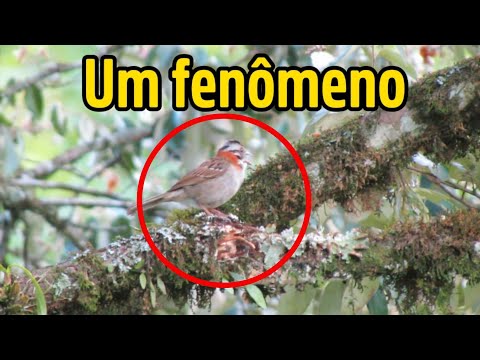 O CANTO DO TICO TICO SELVAGEM - Para Treinar e Ensinar Filhotes