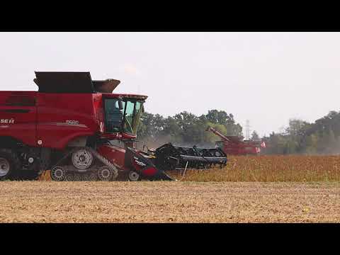 Sklizeň sóji s Case IH Axial Flow