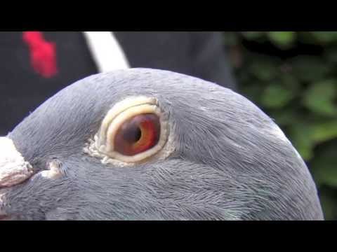 SERB10-118206 - 'Olympic Stipko'