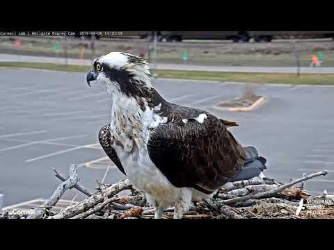 Louis Finally Relinquishes Fish To Iris After Multiple Attempts – April 6, 2019