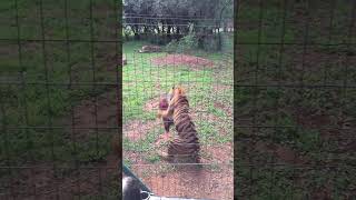 Tigers jumps to catch their lunch 🐯🥩 #animals #tigers #slowmotion #rescue #impressive