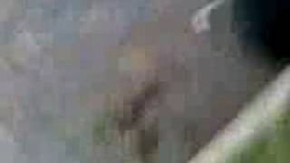 testa nel secchio per scommessa in piazza