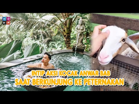 CUAP CUAP PAGI - INTIP AKSI KOCAK ANWAR BAB SAAT BERKUNJUNG KE PETERNAKAN