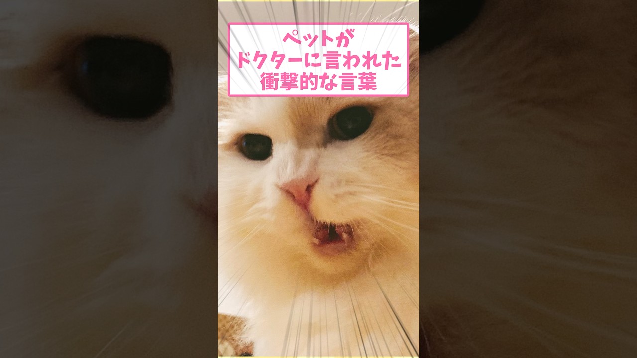 ペットがドクターに言われた衝撃的な言葉ww part176