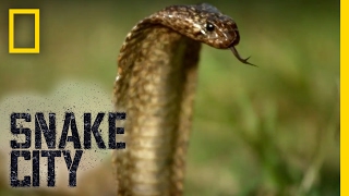 Cobra on the Hunt! | Snake City