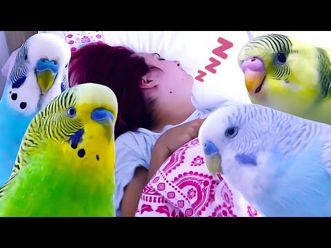 YouTube video about: Can birds sleep with noise?