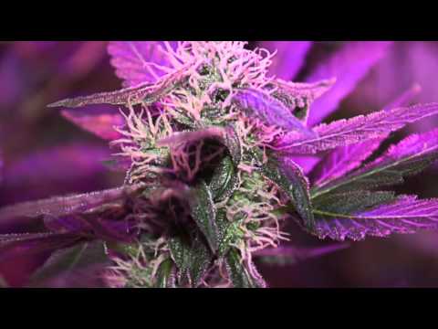 Androcell - Various Songs 2005 - 2009 432hz