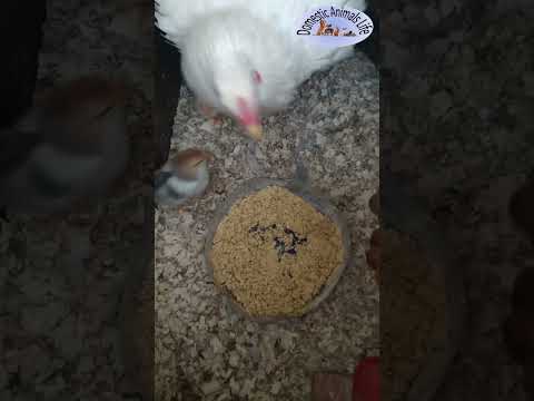 , title : 'beautiful bald chick. little chicks eating corn with water to grow up #hen #chicks #bald #shorts'