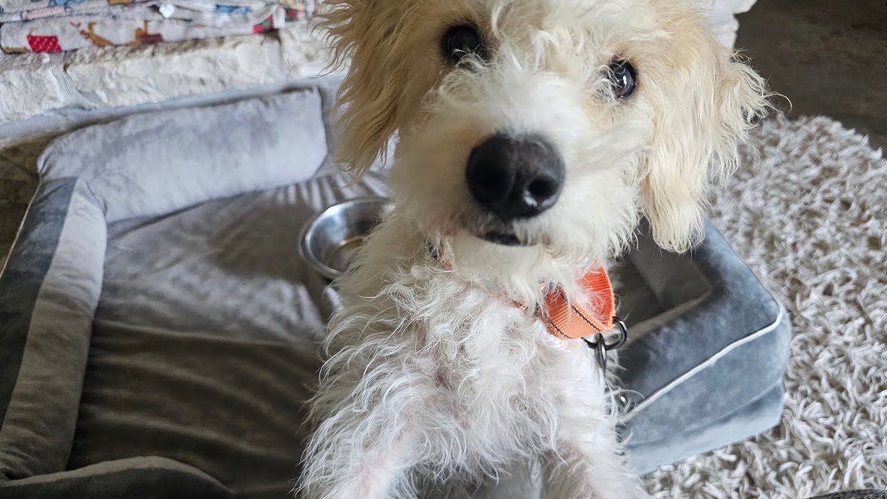 Enlarge Sweetie Pie, a Adopted mixed breed in Glastonbury, CT video 6/6