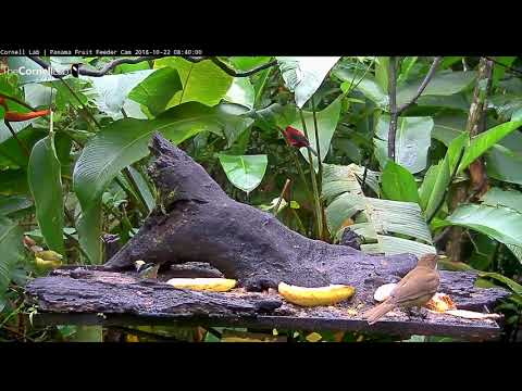 Colorful Morning on the Panama Fruit Feeders – Oct. 22, 2018