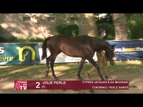 Sprinter Sacré Show 2021 : Lot 2 - Jolie Perle