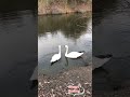 How the #swan  #couple communicate to each other?