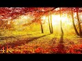 11 Hours of Enchanting Autumn Scenes (NO MUSIC) + Forest Sounds for Focus, Study, Sleep