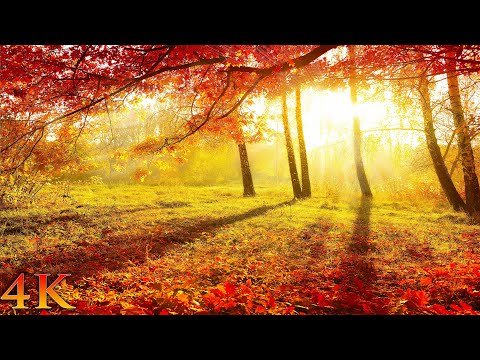 11 Hours of Enchanting Autumn Scenes (NO MUSIC) + Forest Sounds for Focus, Study, Sleep