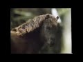 VHS Rip Baby Animals Just Want To Have Fun