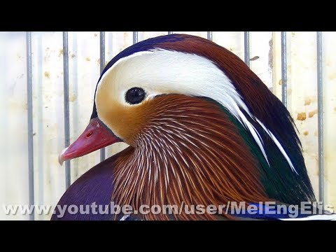 , title : 'Canards Mandarins - Mandarin Duck - Mandarinente'