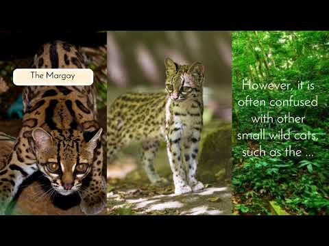 Mysterious Creatures of the Rainforest - The Oncilla