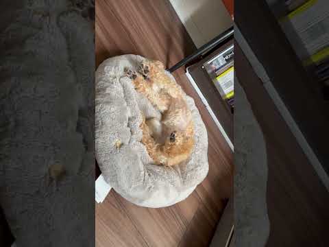 経営学科 目が覚めて伸びるトイプードル10ヶ月 #toypoodle #puppy #トイプードル
