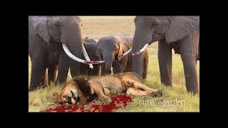 LIVE: Wild Animals Real Fight 2017 - The Best Attacks Of Wild Animals Caught On Camera - 1