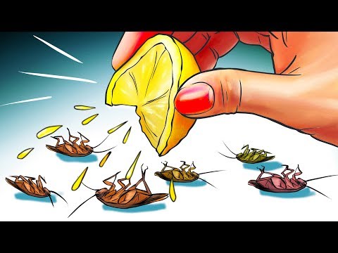 YouTube video about: Does bird seed attract roaches?