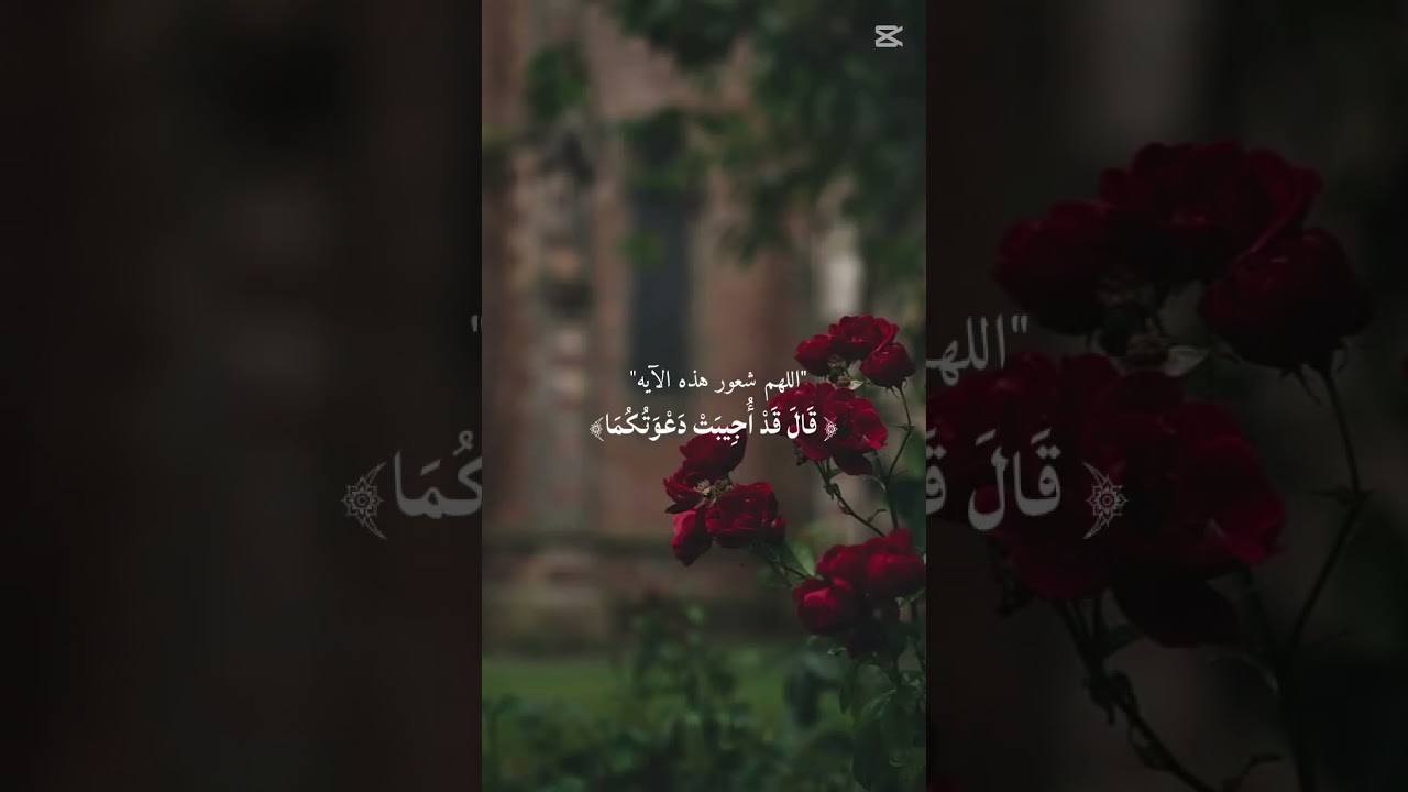 قال قدأجيبت دعوتكما ❤️ تلاوة روحانية جميلة خاشعة ❤️ #قران_كريم