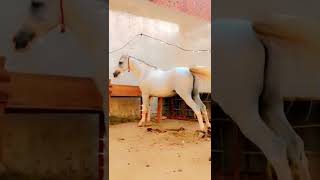 Top Beautiful Stallion Horse 🎠💖 |Horse Lovers WhatsApp Status🔥|Horse Status #horseriding #shorts