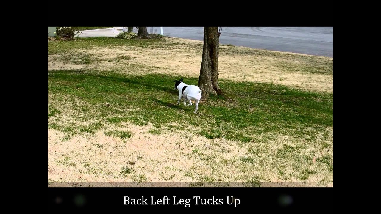 YouTube video preview