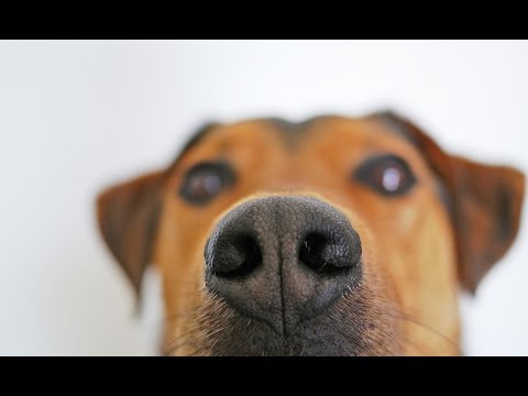 Top 10 Best Sniffing Dogs In The World