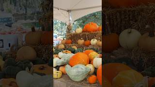 Pumpkin patch #バンクーバー生活 #海外暮らし #海外生活vlog