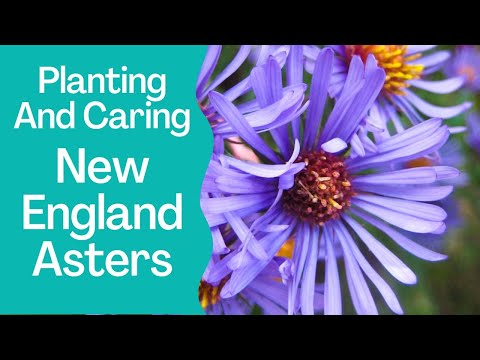 , title : 'New England Asters | The Ultimate Guide to Planting and Caring for These Native Wildflowers'