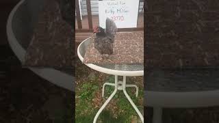 Pullet #3