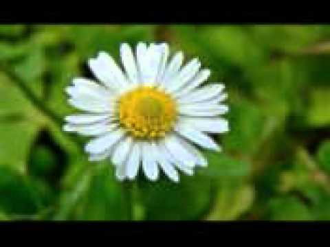 Stokrotka Rosła Polna REMIX