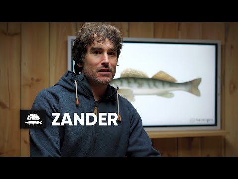 Der Zander im Detail | Fisch und Grips