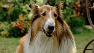 Lassie: Yepyeni Bir Macera ( Lassie - Ein neues Abenteuer )