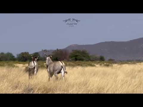 GREVY ZEBRAS