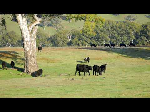 741 Darbalara Road, Coolac, NSW 2727, 0 कमरे, 0 बाथरूम, Lifestyle Property