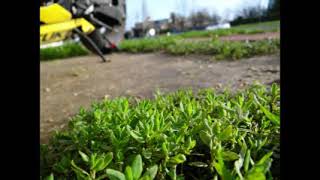 Susie Arioli -  Trainasse Blue Skies