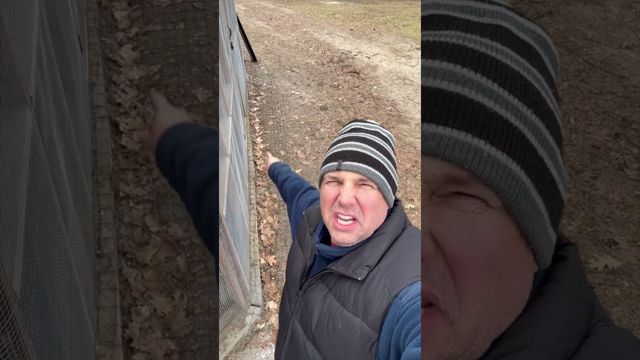 Watch video How To Predator Proof a Chicken Coop #shorts Now How To Predator Proof a Chicken Coop #shorts