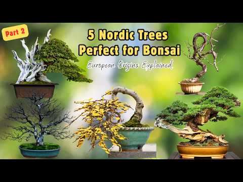 5 Nordic Trees Perfect for Bonsai | European Origins Explained