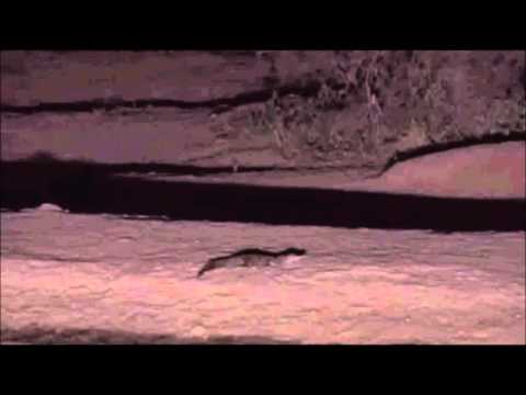 Pete's Pond :NEW  Small Crocodile arrives at the pond tonight at 10:46PM Feb 21, 2016