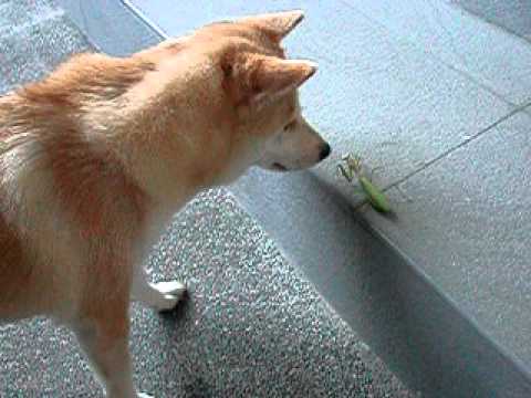 みるく：螳螂有點可佈(原發表者:みるく)(影片)