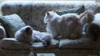 What your Animal Companion is trying to tell you?