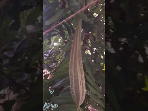 ridge gourd #grow with me#sustainableliving